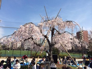 sakura picnic