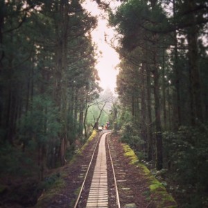 Hiking track in Yakushima