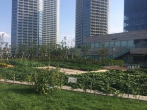 A rooftop garden in Tokyo